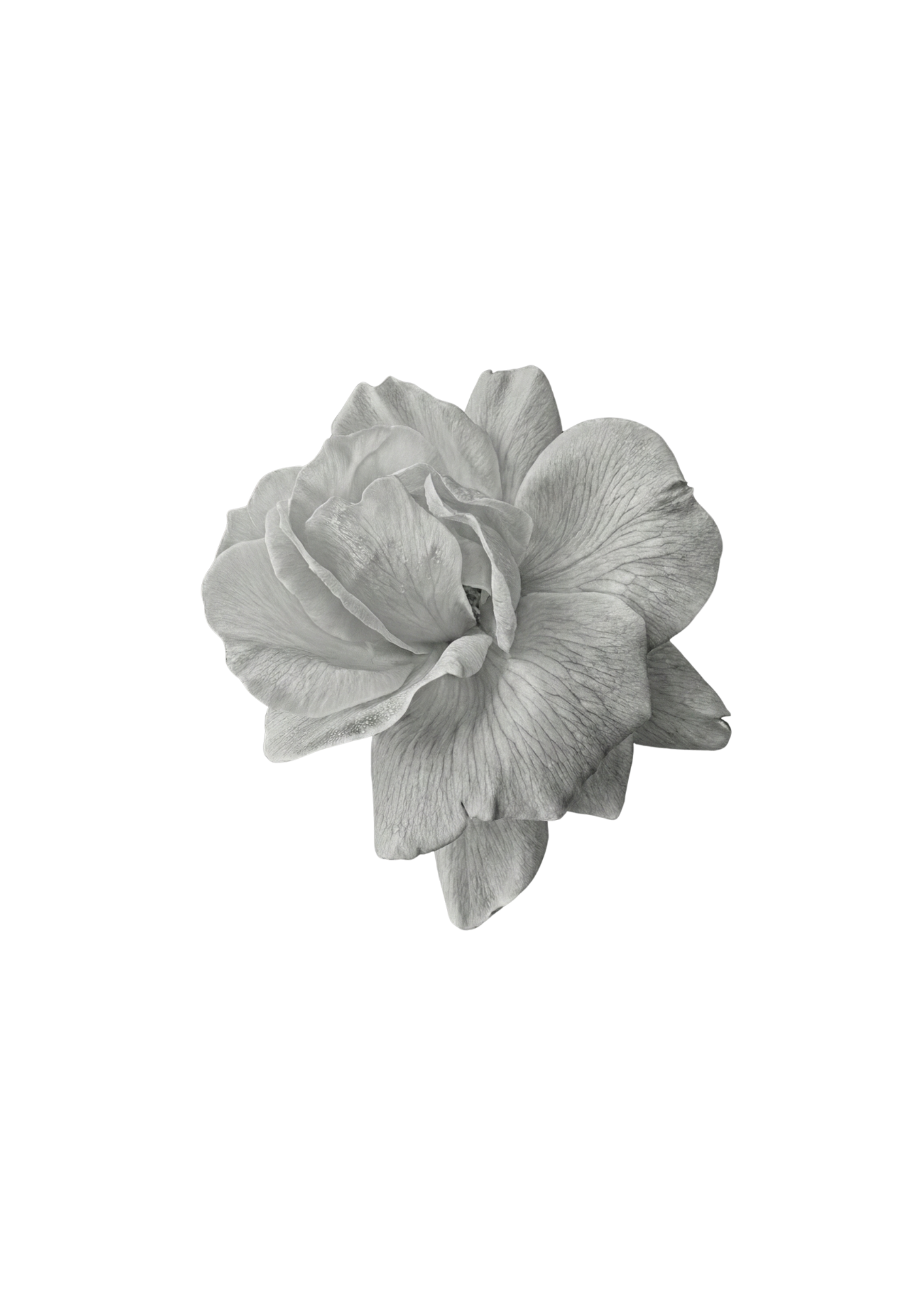 No Flowers